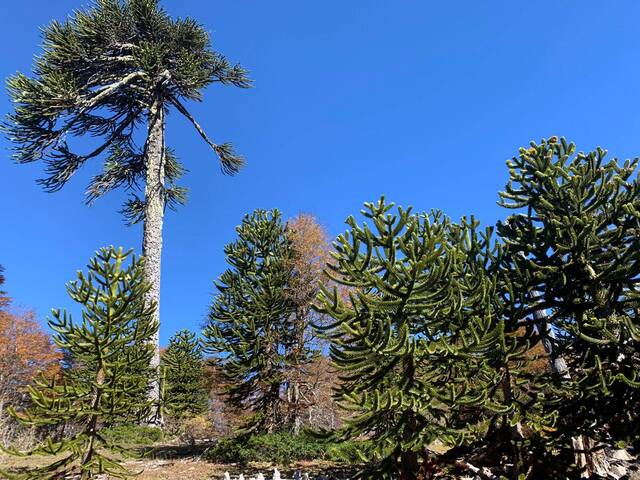#1044 - Campo para Venta en Pucón - IX - 2