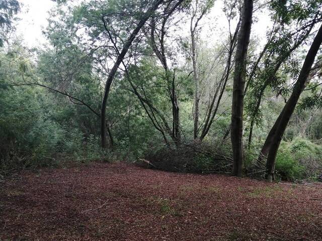 #1045 - Campo para Venta en Villarrica - IX - 2
