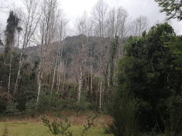 #1045 - Campo para Venta en Villarrica - IX - 3