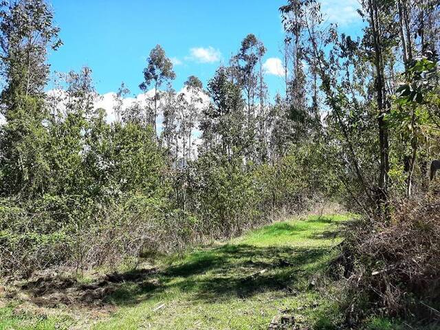 #680 - Campo para Venta en Gorbea - IX - 2